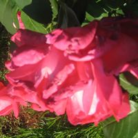 wilting flowers
