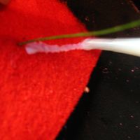 glue stem into place