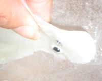 taking wax paper off