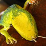 make lizzard tounge