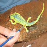 paint your lizzard