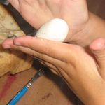 Roll clay ball