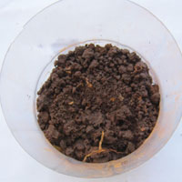 cover seeds in plastic bottle with soil