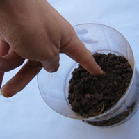 push beans into upcycle coke bottle